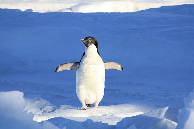 legrační tučňák