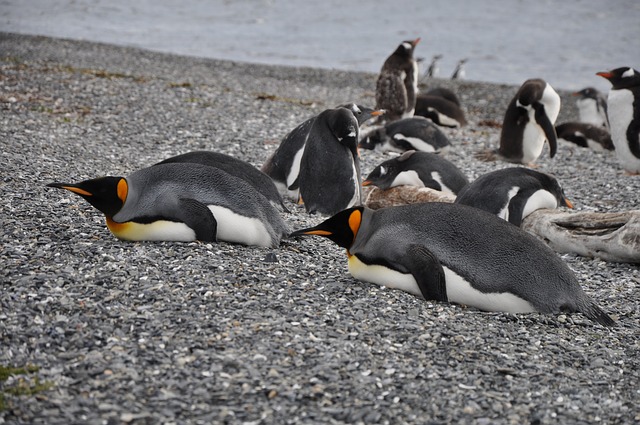 tučňáci na břehu