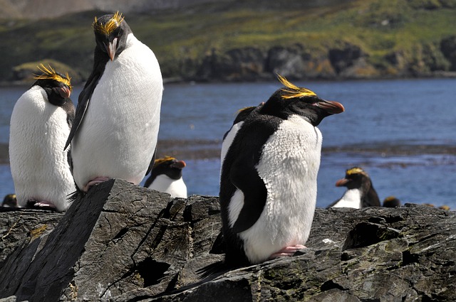 tučňáci v přírodě